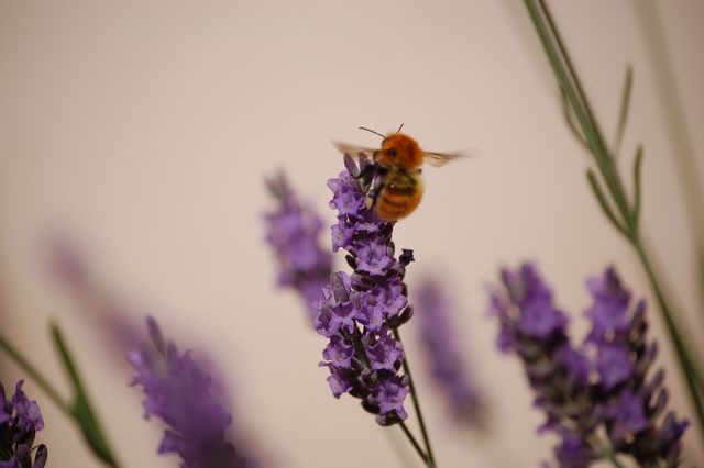 Abeille en pleine occupation