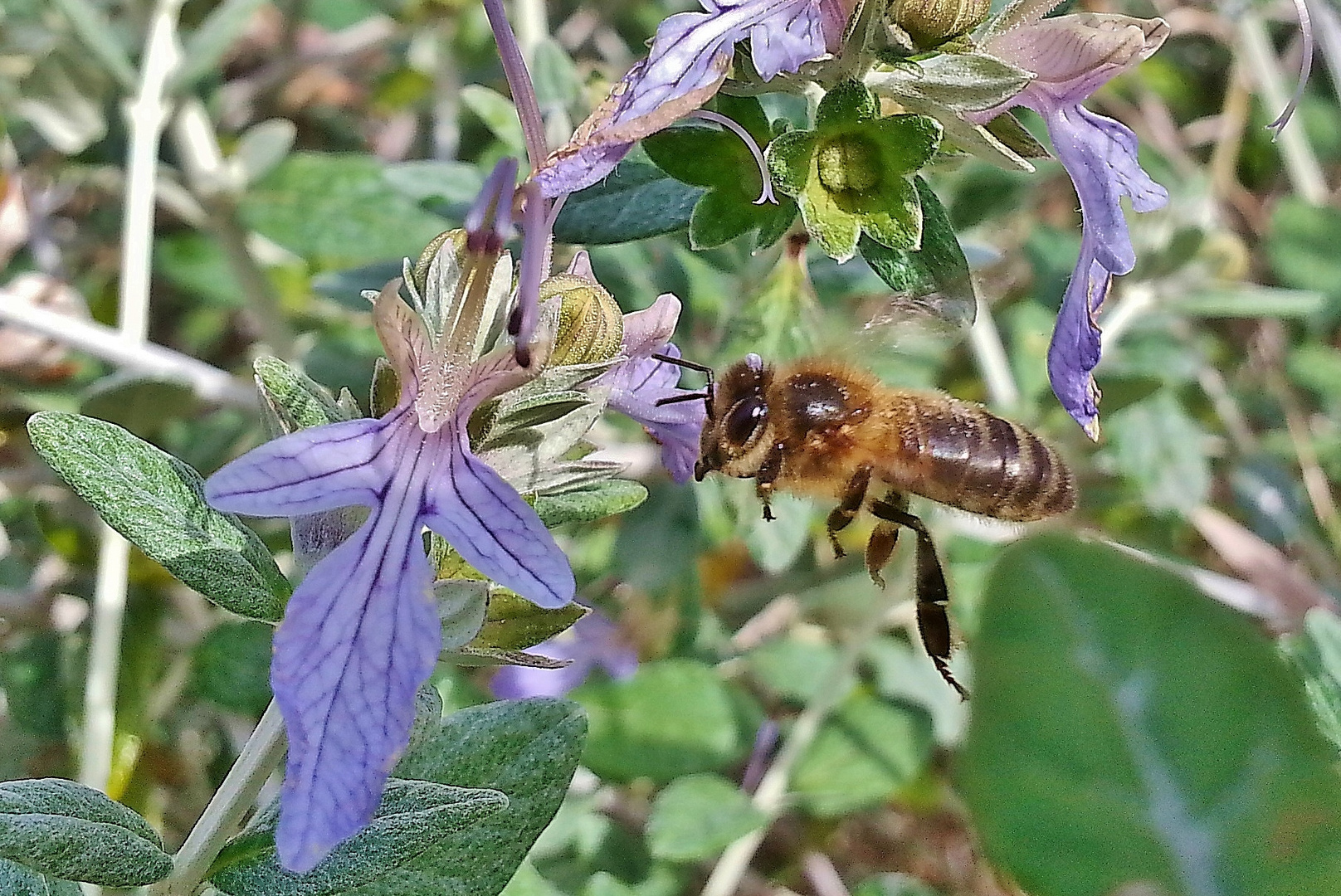 abeille en vol