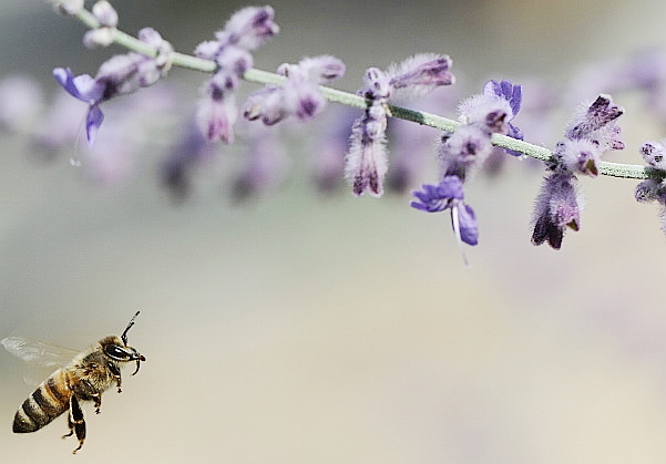 Abeille en vol vers une fleur à butiner