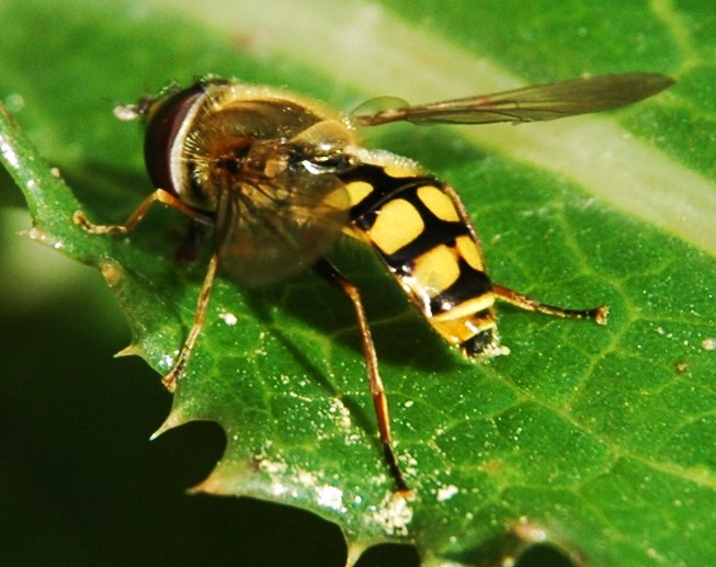 Abeille (enfin je crois)