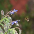 abeille et bourache 2