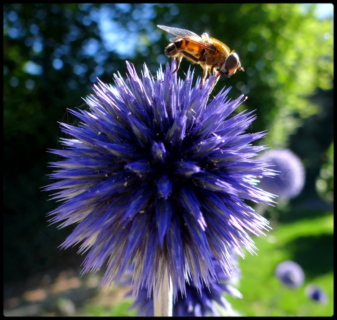 Abeille et chardon