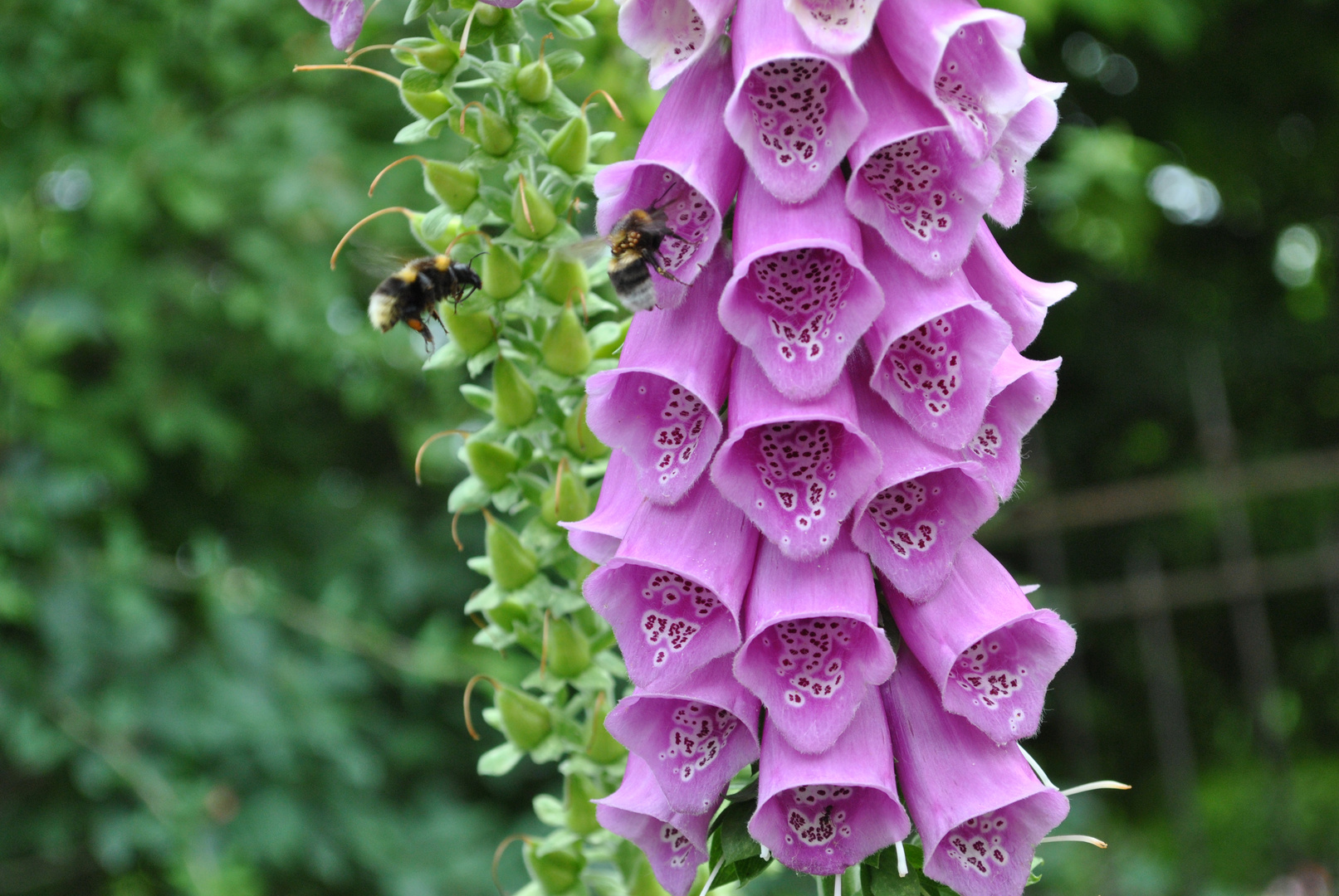 Abeille et Digitale !