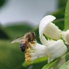abeille et fleur d'oranger