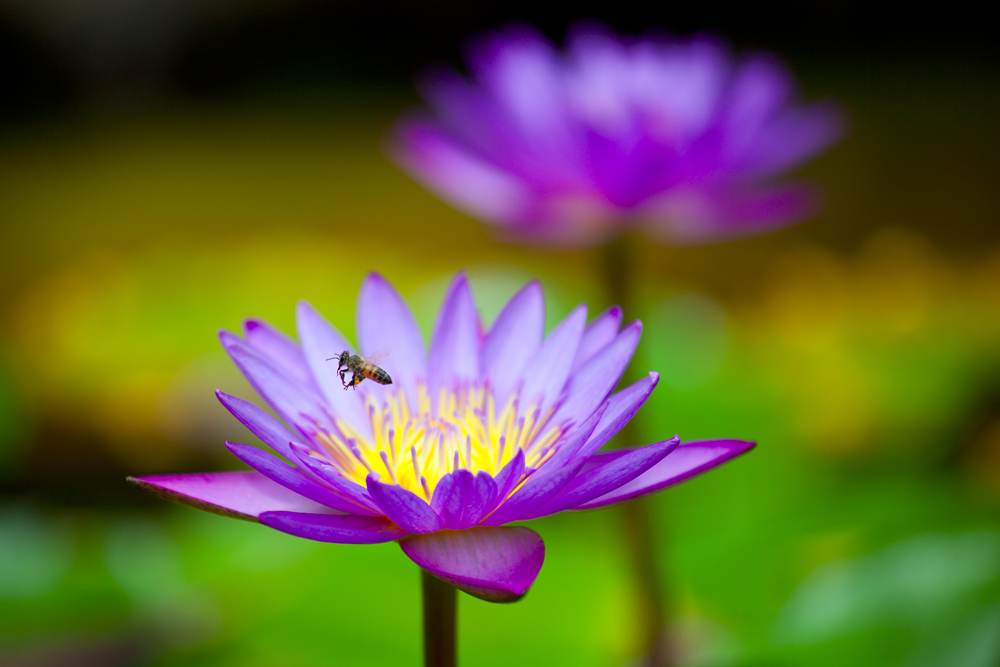 Abeille et Nymphéa