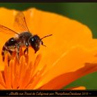 ~ Abeille et Pavot de Californie 02 ~