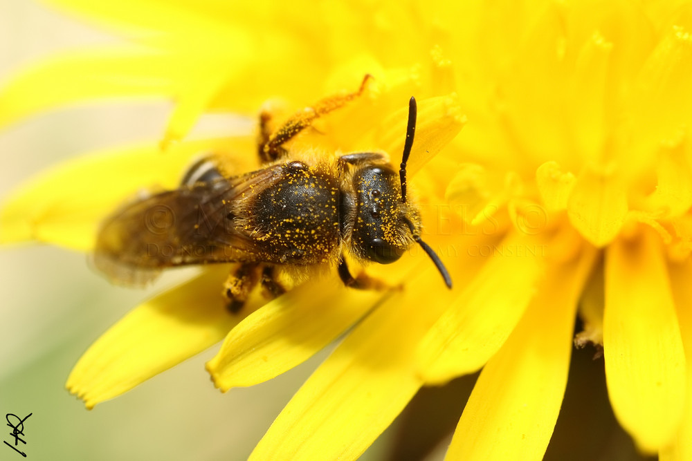 Abeille et pissenlit