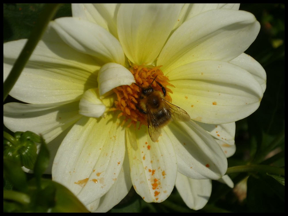 Abeille