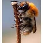 Abeille