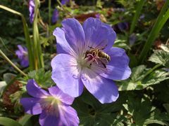 abeille fleur