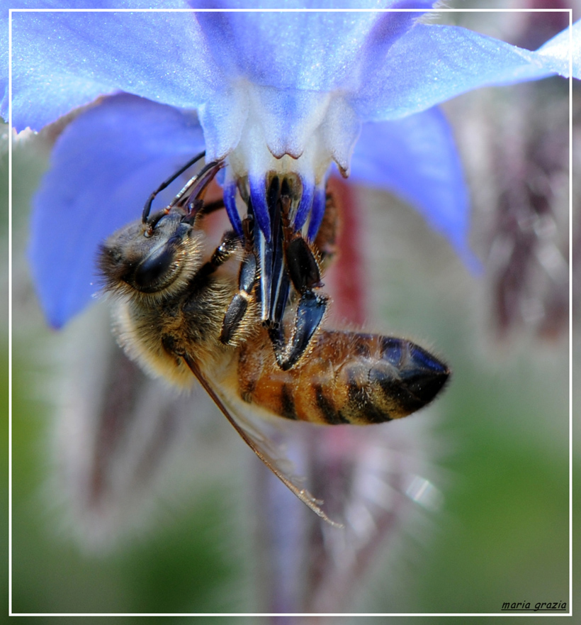 abeille gourmande