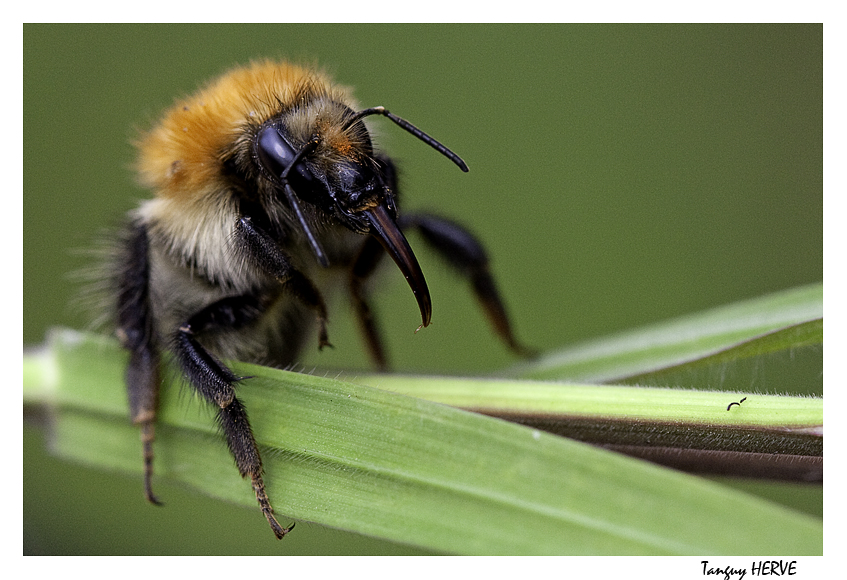 Abeille langue