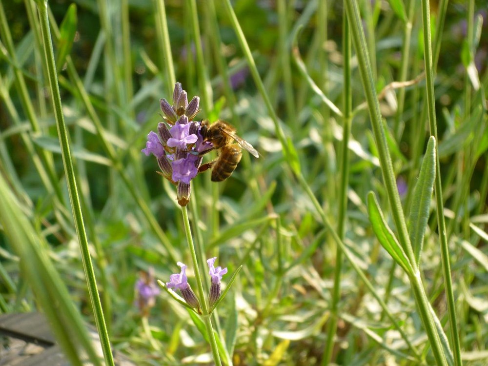 Abeille lavande