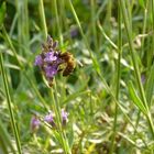 Abeille lavande