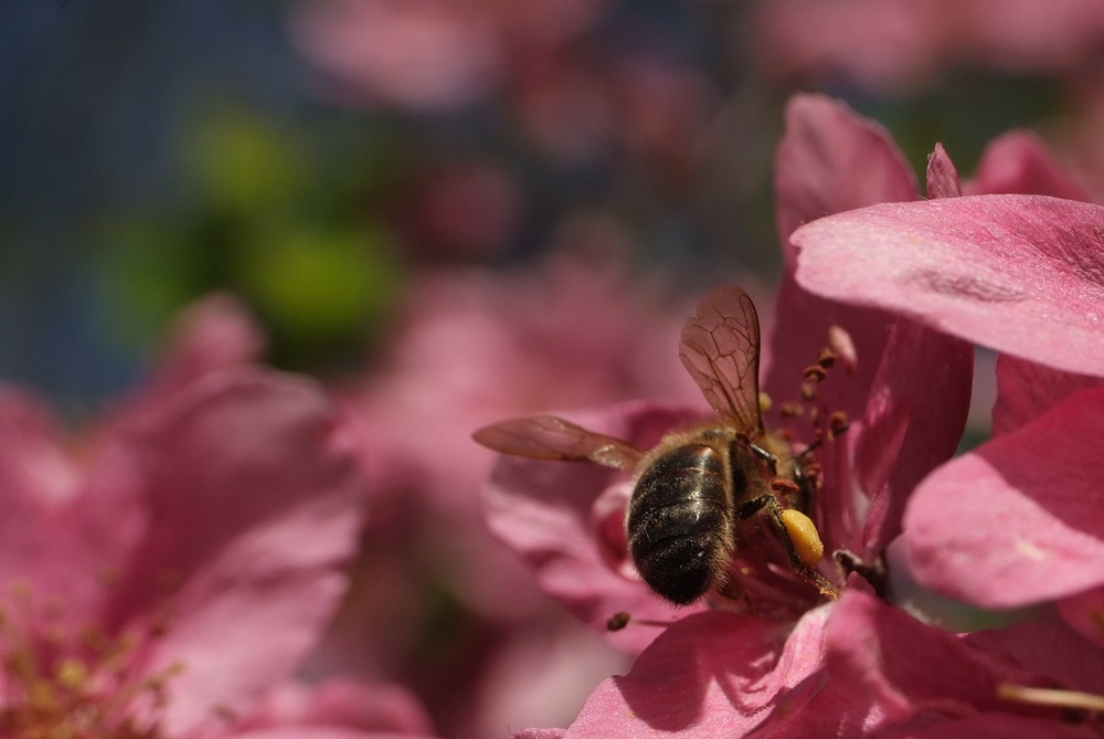 Abeille mellifère