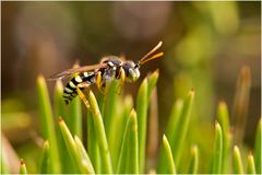 Abeille Nomada