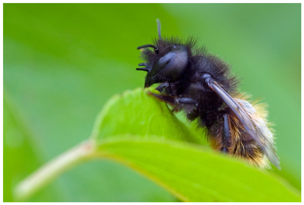 Abeille Osmia cornuta (femelle)