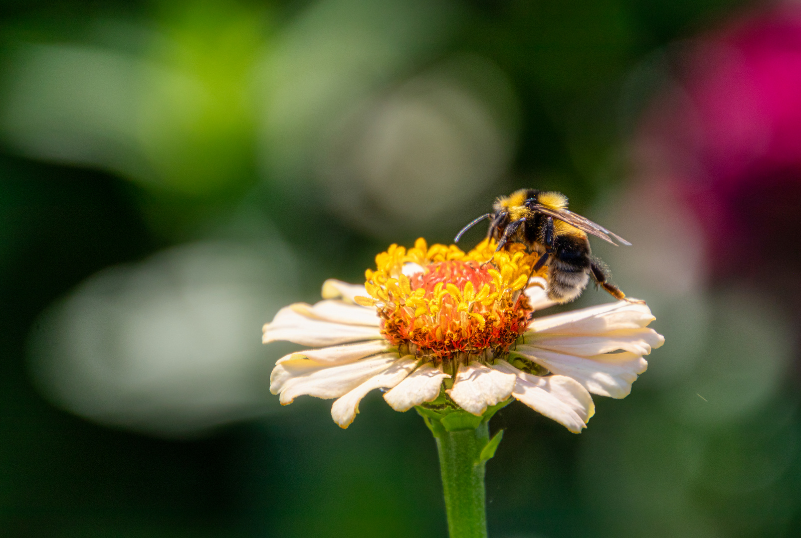 Abeille ou bourdon ?