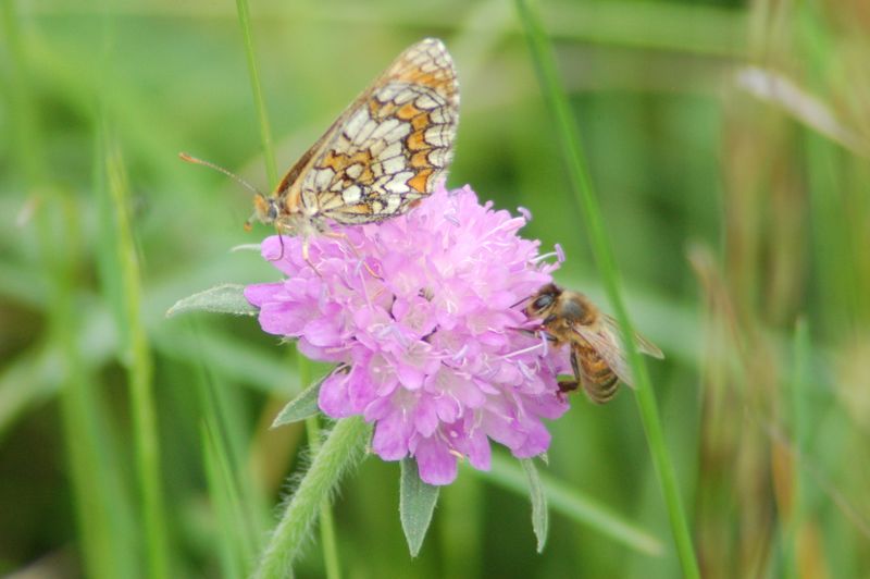 abeille papillon