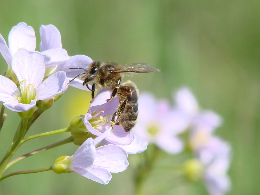 abeille qui butine