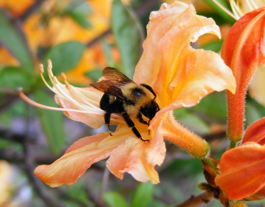 Abeille qui butine