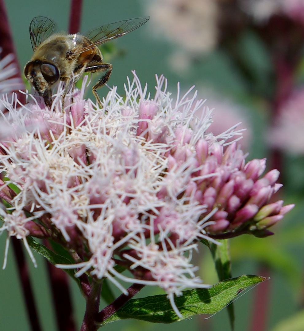 abeille qui butine