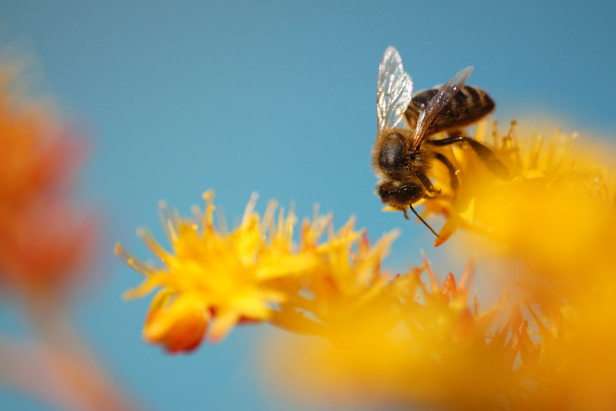 Abeille qui butine