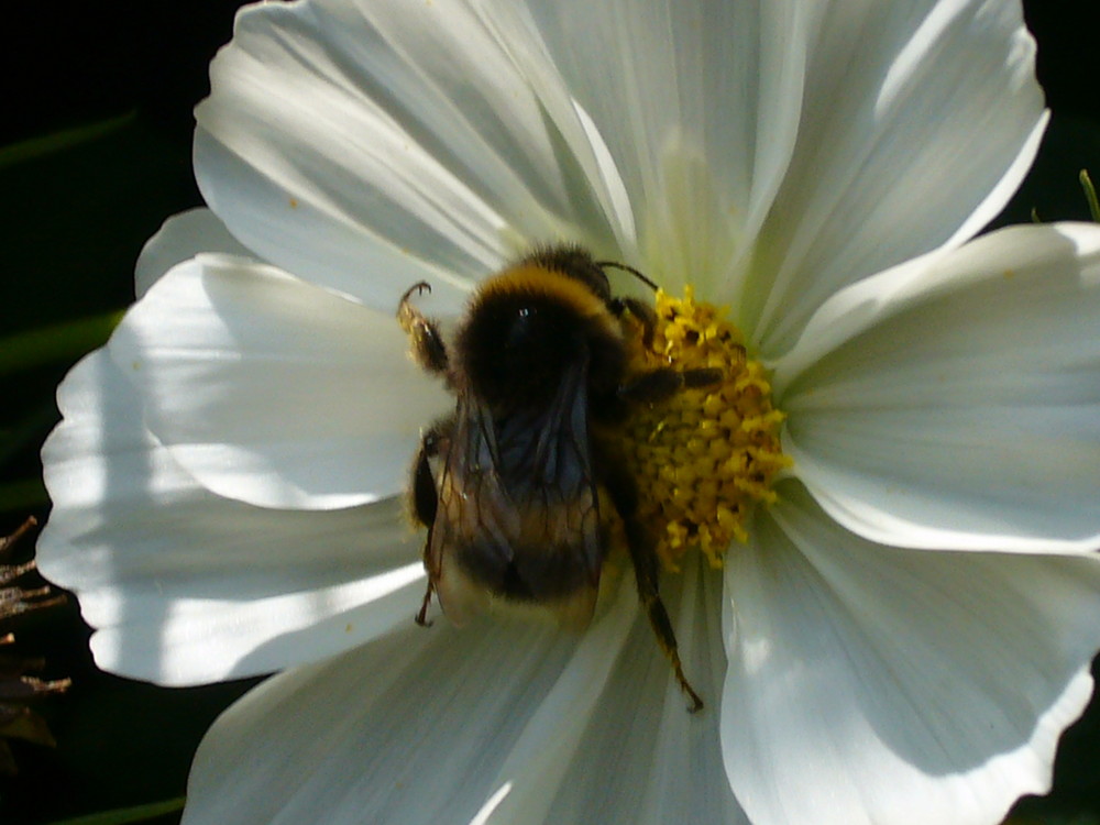 abeille qui butine