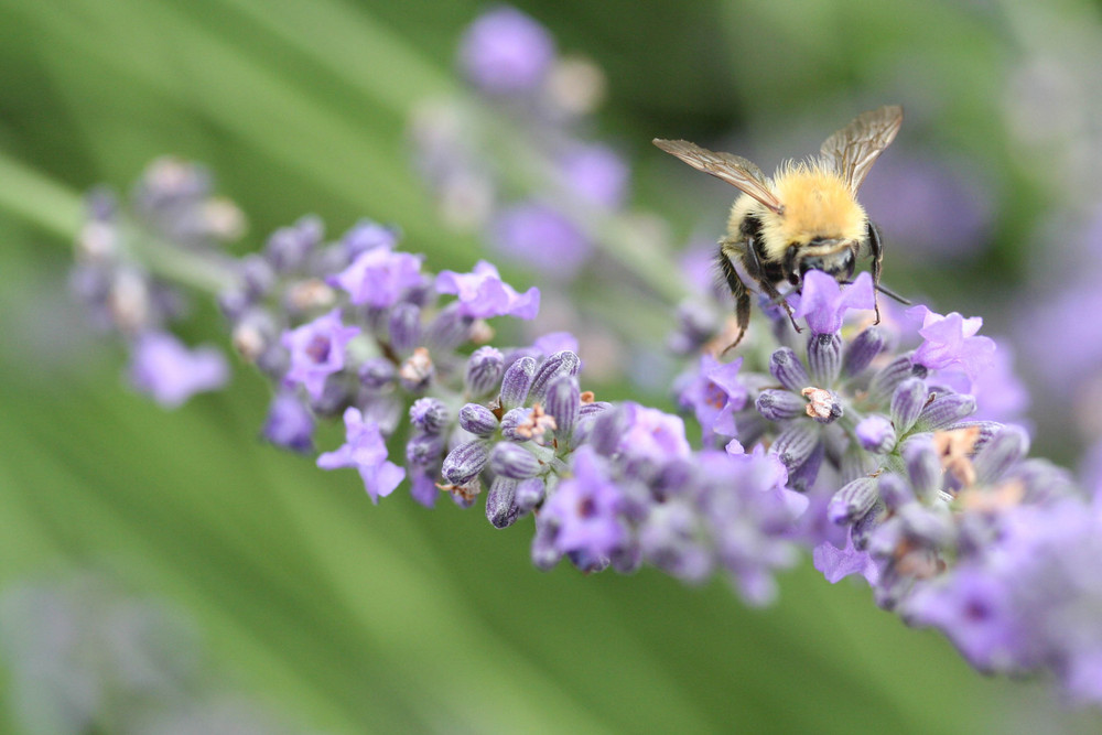 Abeille qui butine