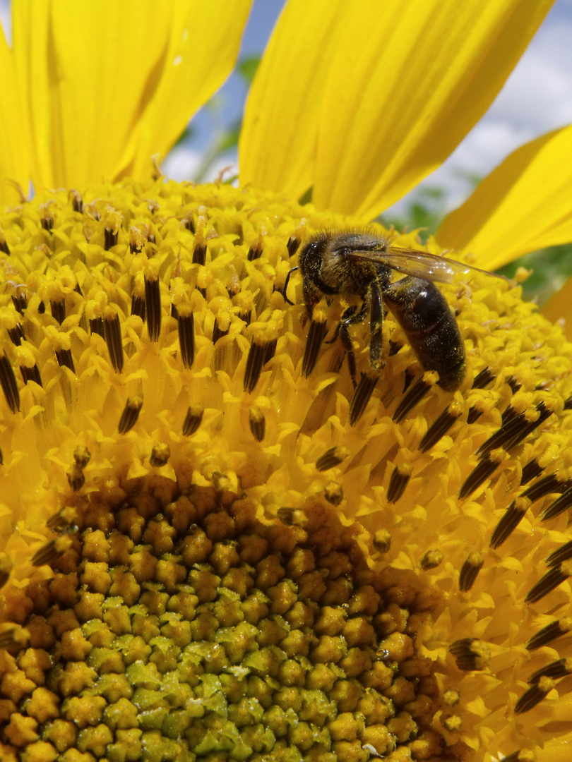 abeille qui butine un tounesol