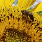 abeille qui butine un tounesol