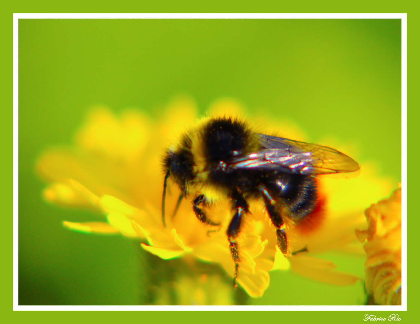 Abeille sauvage (ou Bourdon) ) photo et image macro nature, macro insectes, les butineuses Abeille sauvage (ou Bourdon) ) photo et image macro nature, macro insectes, les butineuses