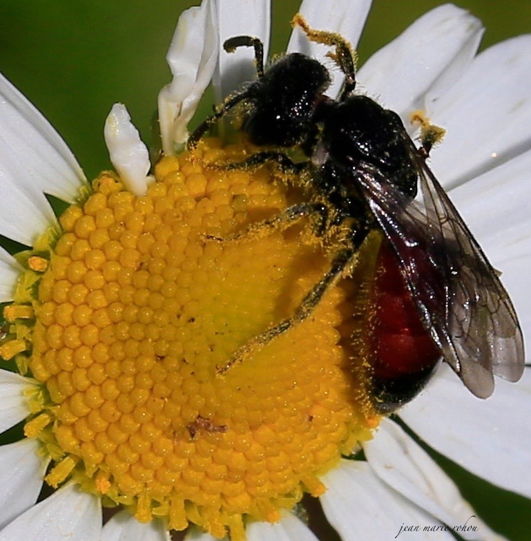abeille solitaire (2)