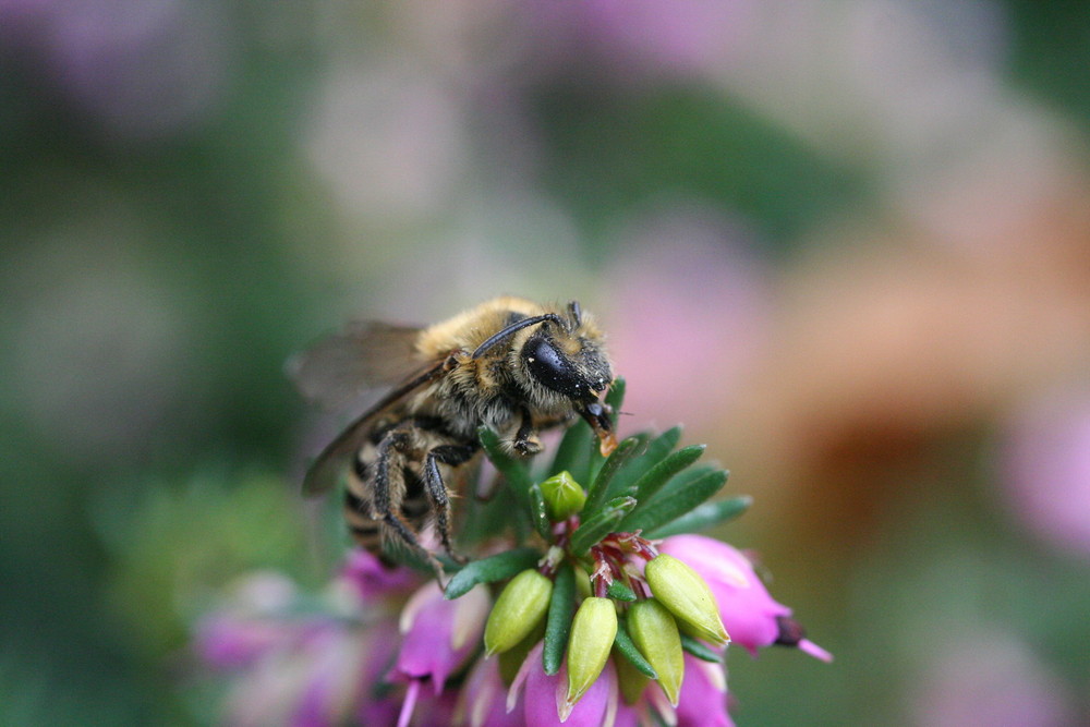 Abeille solitaire