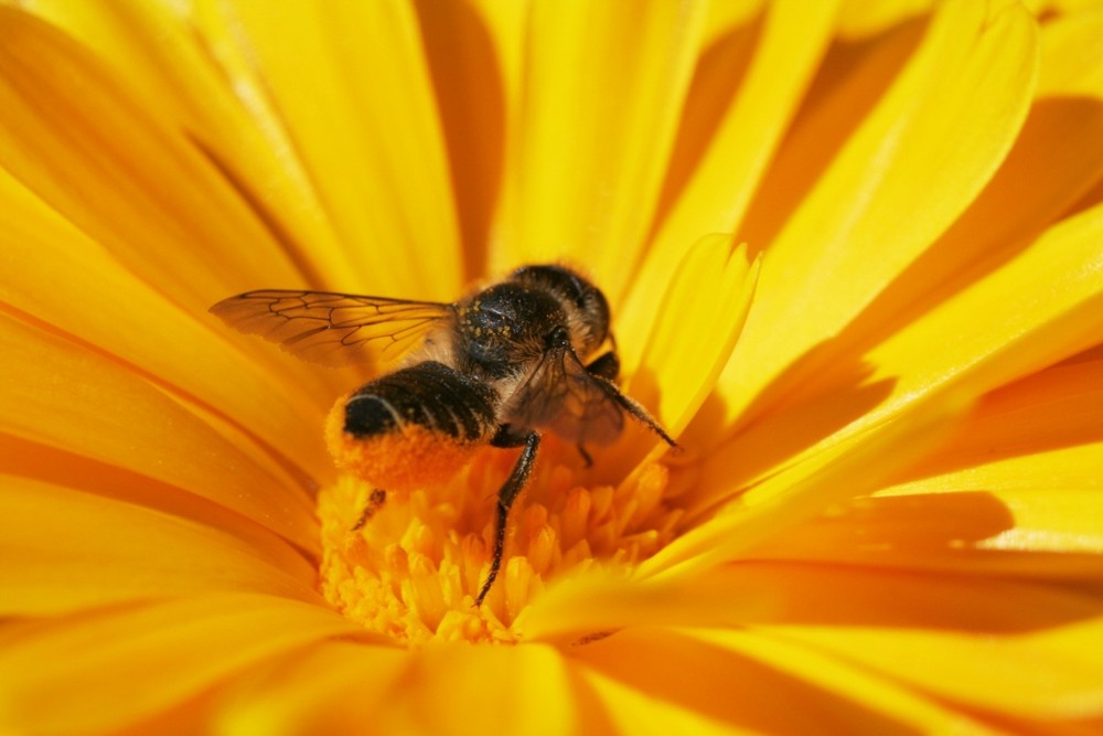 Abeille solitaire butine le soleil