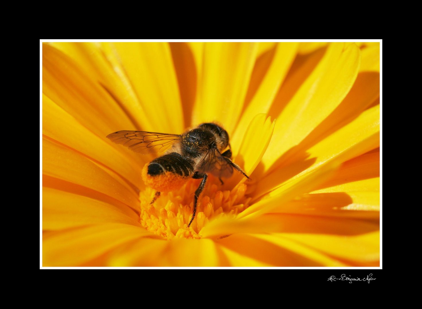 Abeille solitaire