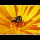 Abeille solitaire