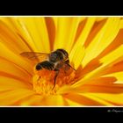 Abeille solitaire