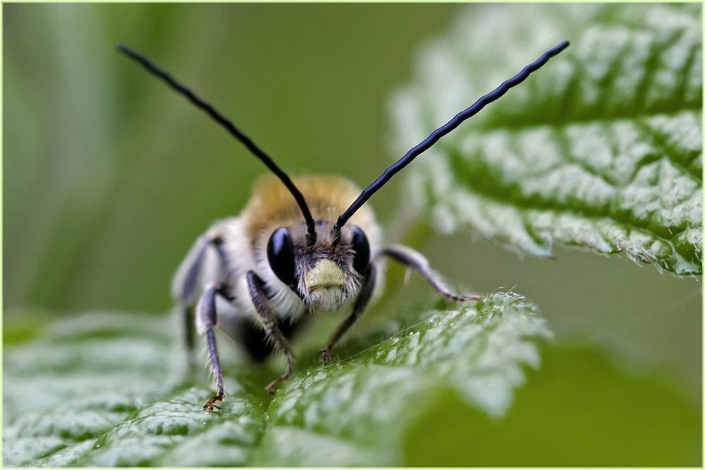 Abeille solitaire Eucera longicornis mâle