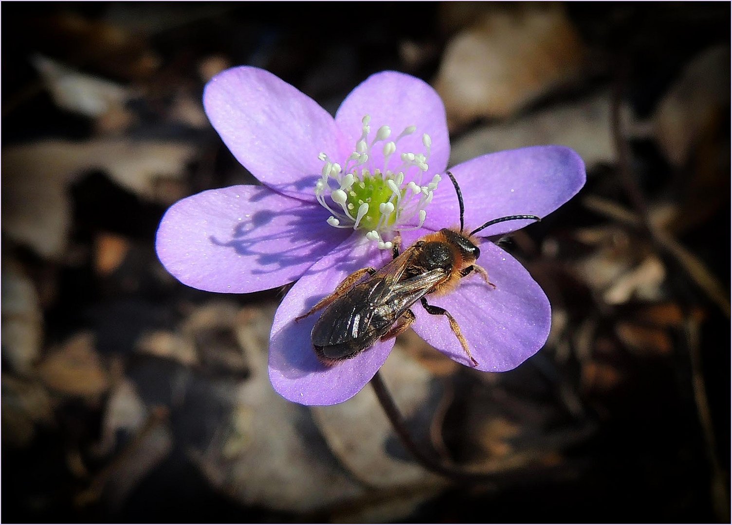 Abeille solitaire Halictus Rubicuntus.