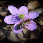 Abeille solitaire Halictus Rubicuntus.