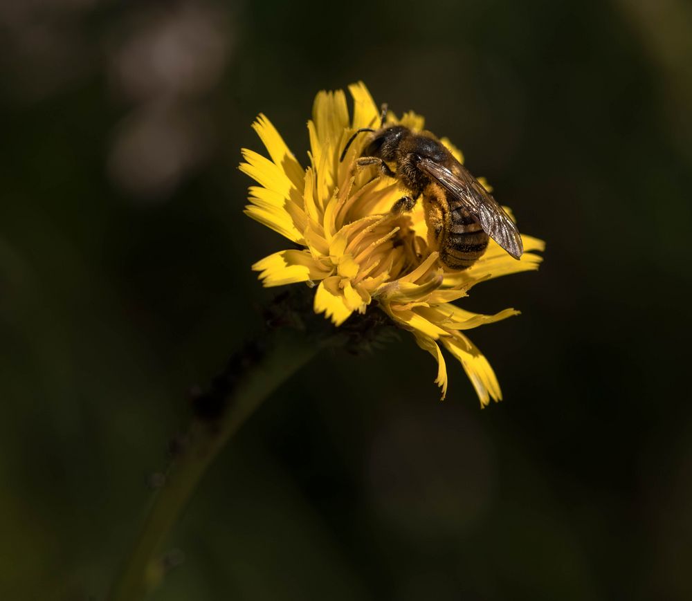 Abeille solitaire ( Les abeilles terricoles nichent dans le sol )