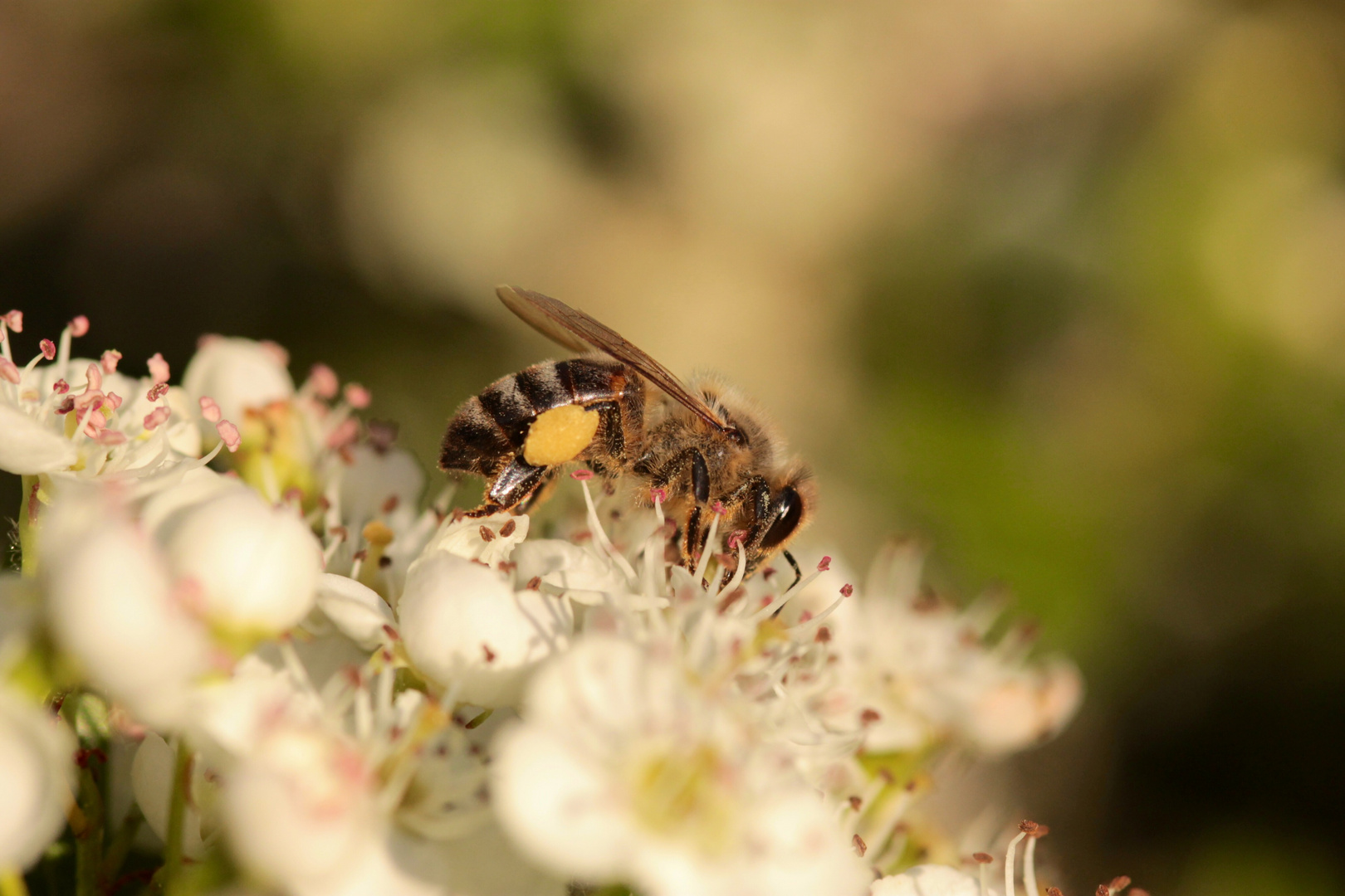 Abeille sur aubépine sauvage (sud gironde)