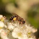 Abeille sur aubépine sauvage (sud gironde)