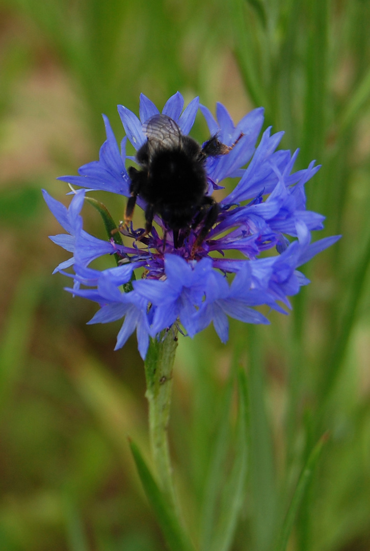 Abeille sur bleuet