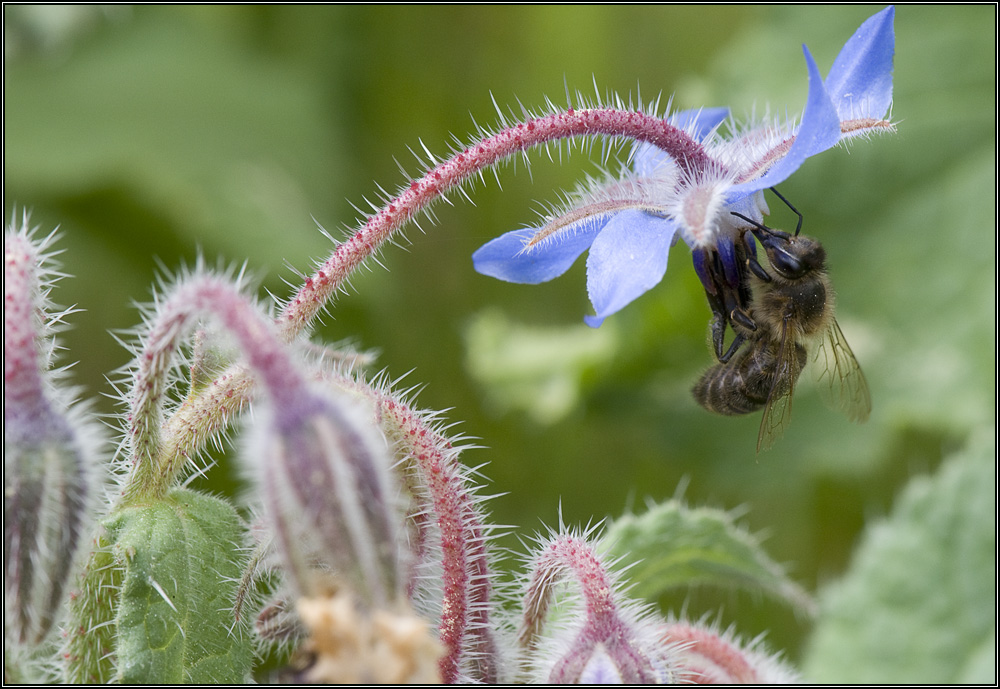 Abeille sur bourrache