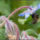 Abeille sur bourrache