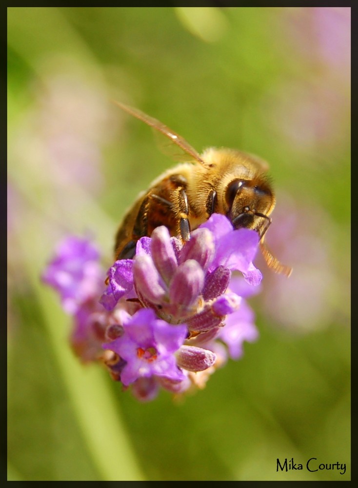 Abeille sur brin de lavande.