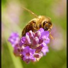 Abeille sur brin de lavande.