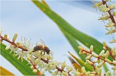 Abeille sur fleur de cordyline